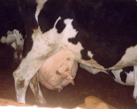 cattle_udderinfection